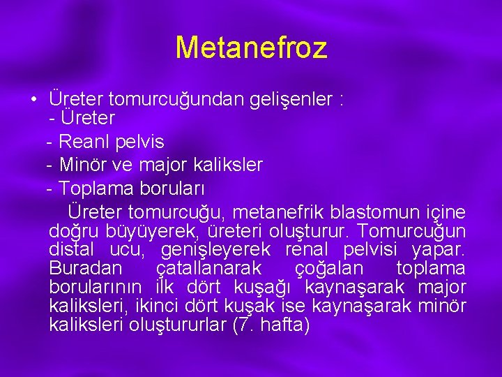 Metanefroz • Üreter tomurcuğundan gelişenler : - Üreter - Reanl pelvis - Minör ve