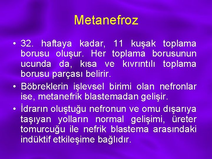 Metanefroz • 32. haftaya kadar, 11 kuşak toplama borusu oluşur. Her toplama borusunun ucunda