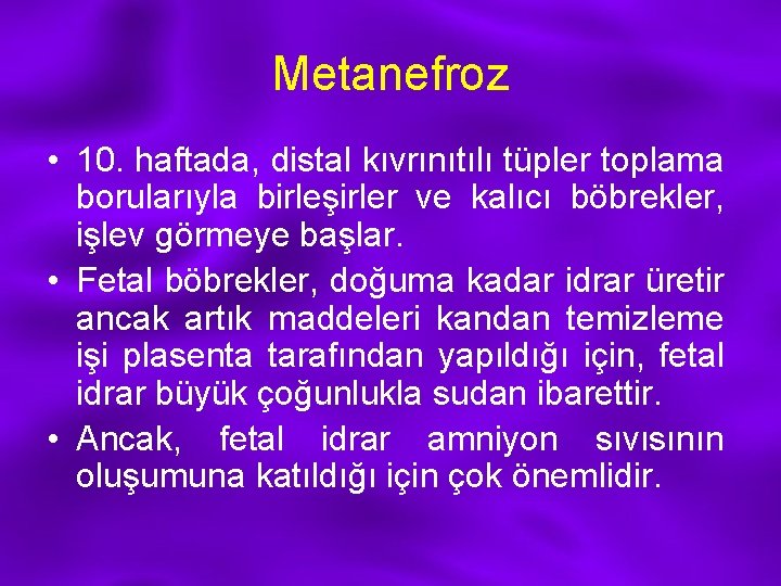 Metanefroz • 10. haftada, distal kıvrınıtılı tüpler toplama borularıyla birleşirler ve kalıcı böbrekler, işlev