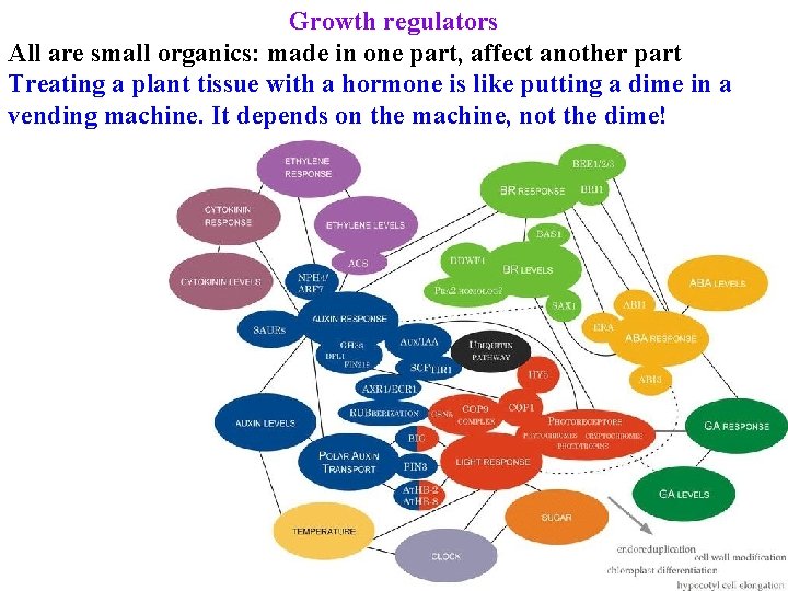 Growth regulators All are small organics: made in one part, affect another part Treating