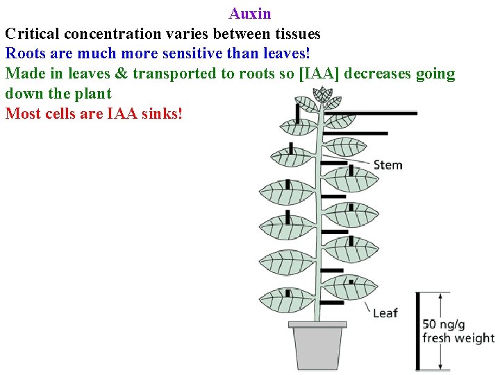 Auxin Critical concentration varies between tissues Roots are much more sensitive than leaves! Made