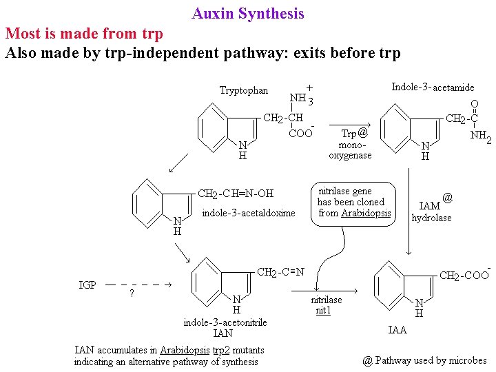 Auxin Synthesis Most is made from trp Also made by trp-independent pathway: exits before