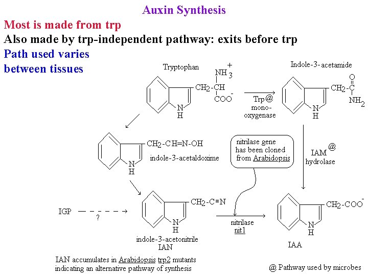 Auxin Synthesis Most is made from trp Also made by trp-independent pathway: exits before
