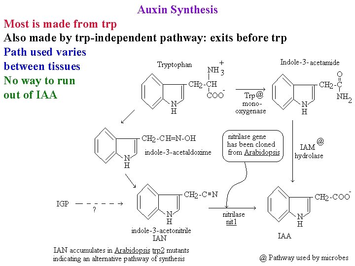 Auxin Synthesis Most is made from trp Also made by trp-independent pathway: exits before