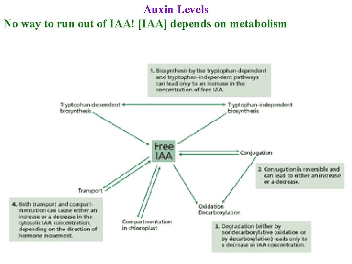 Auxin Levels No way to run out of IAA! [IAA] depends on metabolism 