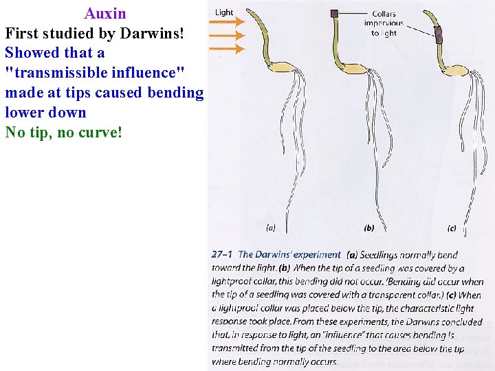 Auxin First studied by Darwins! Showed that a "transmissible influence" made at tips caused