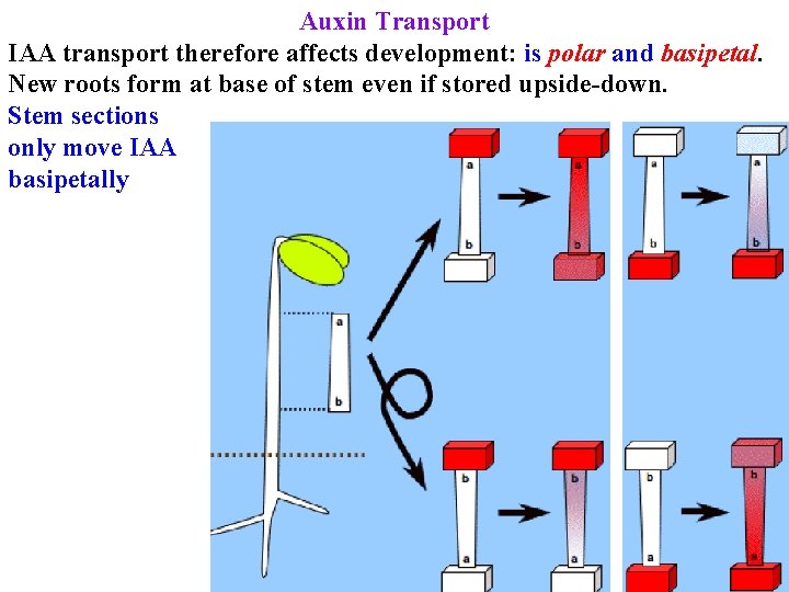 Auxin Transport IAA transport therefore affects development: is polar and basipetal. New roots form