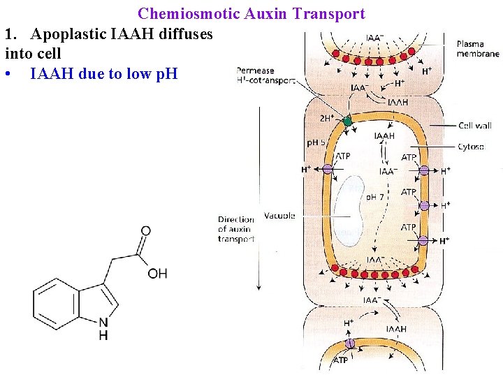 Chemiosmotic Auxin Transport 1. Apoplastic IAAH diffuses into cell • IAAH due to low