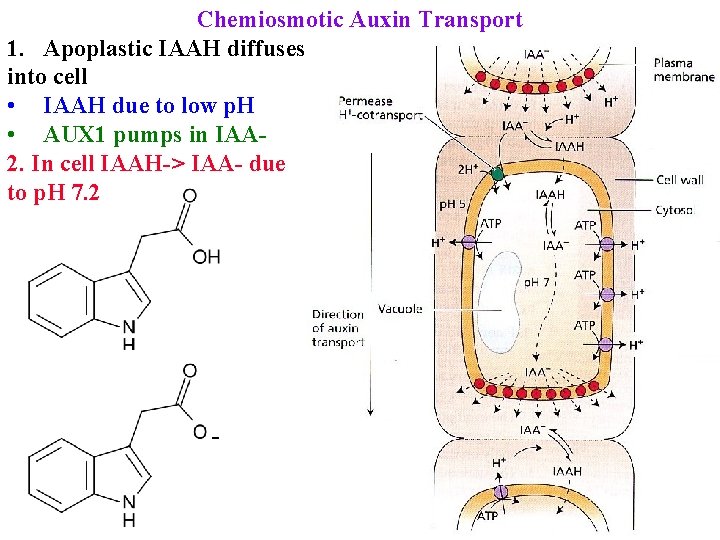 Chemiosmotic Auxin Transport 1. Apoplastic IAAH diffuses into cell • IAAH due to low