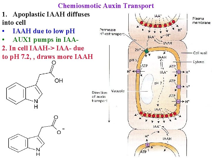 Chemiosmotic Auxin Transport 1. Apoplastic IAAH diffuses into cell • IAAH due to low