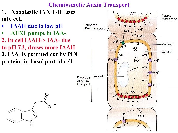 Chemiosmotic Auxin Transport 1. Apoplastic IAAH diffuses into cell • IAAH due to low