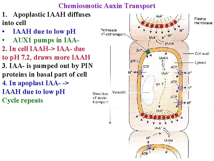 Chemiosmotic Auxin Transport 1. Apoplastic IAAH diffuses into cell • IAAH due to low