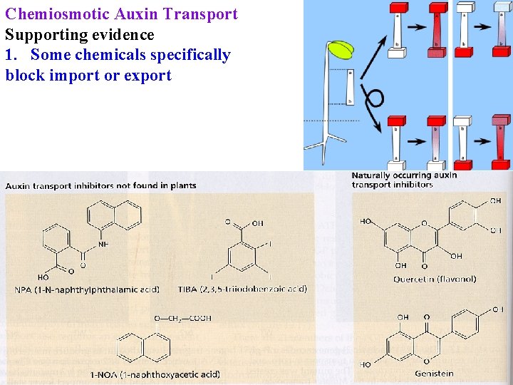 Chemiosmotic Auxin Transport Supporting evidence 1. Some chemicals specifically block import or export 