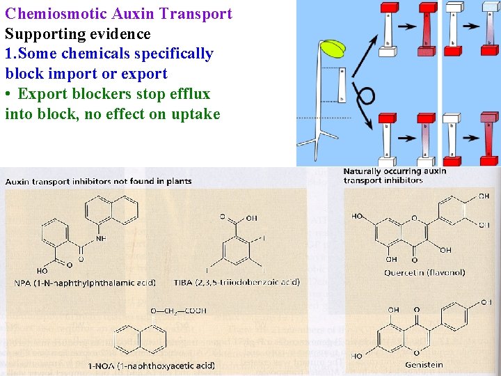 Chemiosmotic Auxin Transport Supporting evidence 1. Some chemicals specifically block import or export •