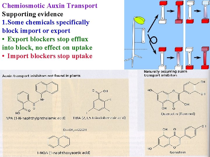 Chemiosmotic Auxin Transport Supporting evidence 1. Some chemicals specifically block import or export •