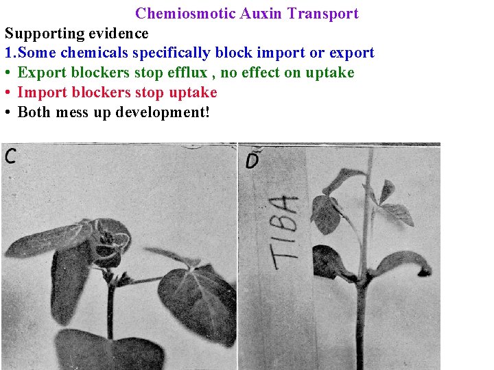 Chemiosmotic Auxin Transport Supporting evidence 1. Some chemicals specifically block import or export •