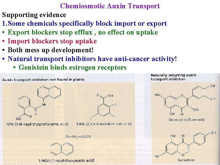 Chemiosmotic Auxin Transport Supporting evidence 1. Some chemicals specifically block import or export •