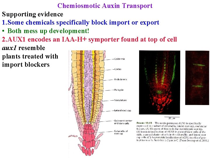 Chemiosmotic Auxin Transport Supporting evidence 1. Some chemicals specifically block import or export •