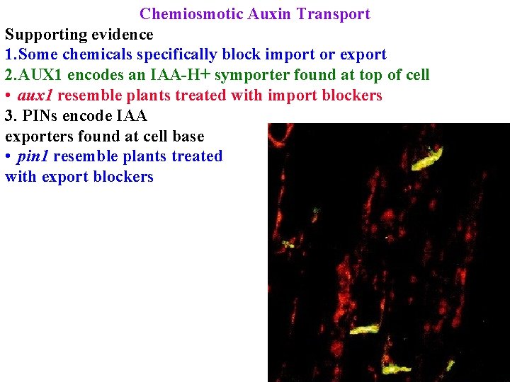 Chemiosmotic Auxin Transport Supporting evidence 1. Some chemicals specifically block import or export 2.