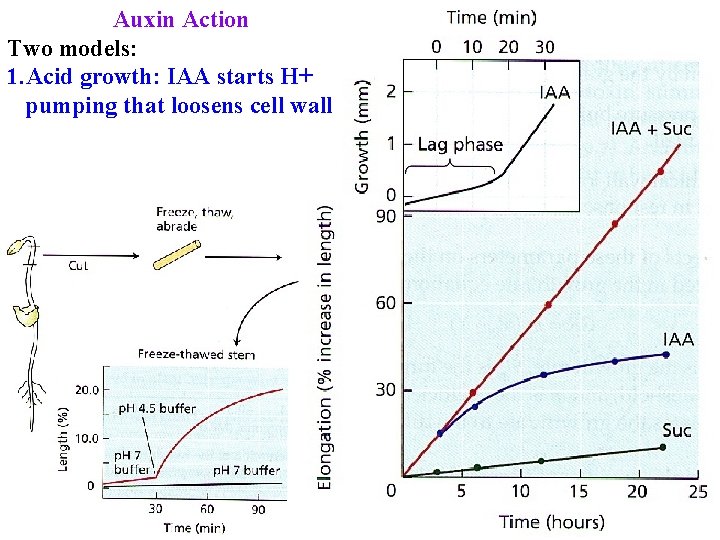 Auxin Action Two models: 1. Acid growth: IAA starts H+ pumping that loosens cell