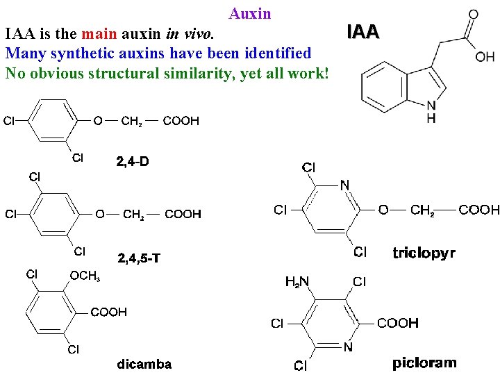 Auxin IAA is the main auxin in vivo. Many synthetic auxins have been identified