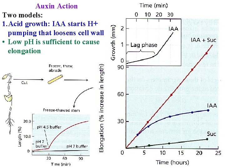 Auxin Action Two models: 1. Acid growth: IAA starts H+ pumping that loosens cell