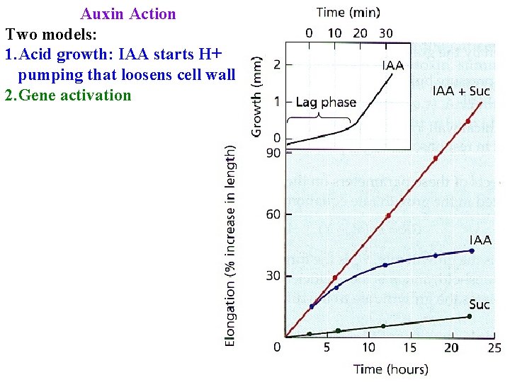 Auxin Action Two models: 1. Acid growth: IAA starts H+ pumping that loosens cell Auxin Action Two models: 1. Acid growth: IAA starts H+ pumping that loosens cell
