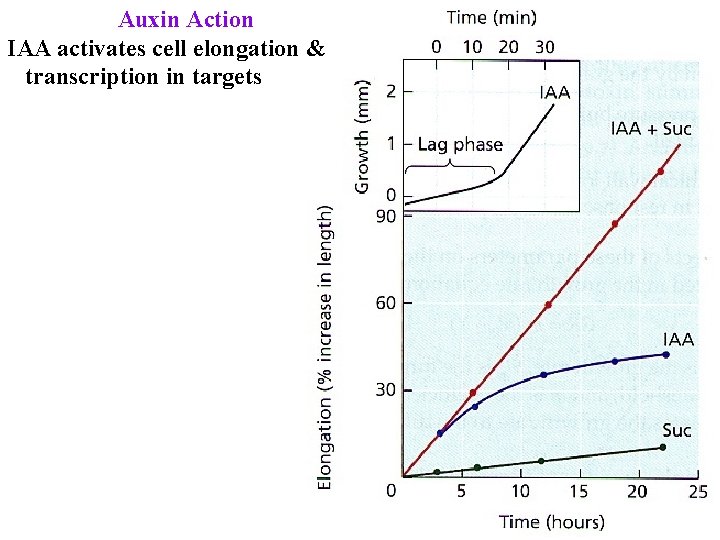 Auxin Action IAA activates cell elongation & transcription in targets 