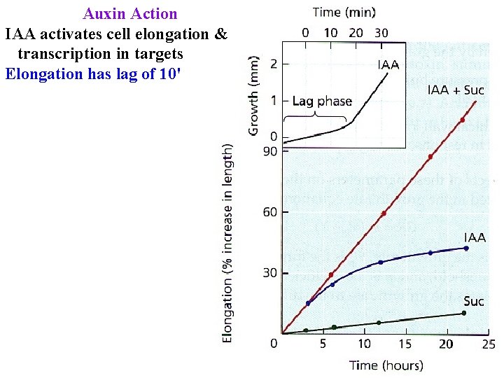 Auxin Action IAA activates cell elongation & transcription in targets Elongation has lag of