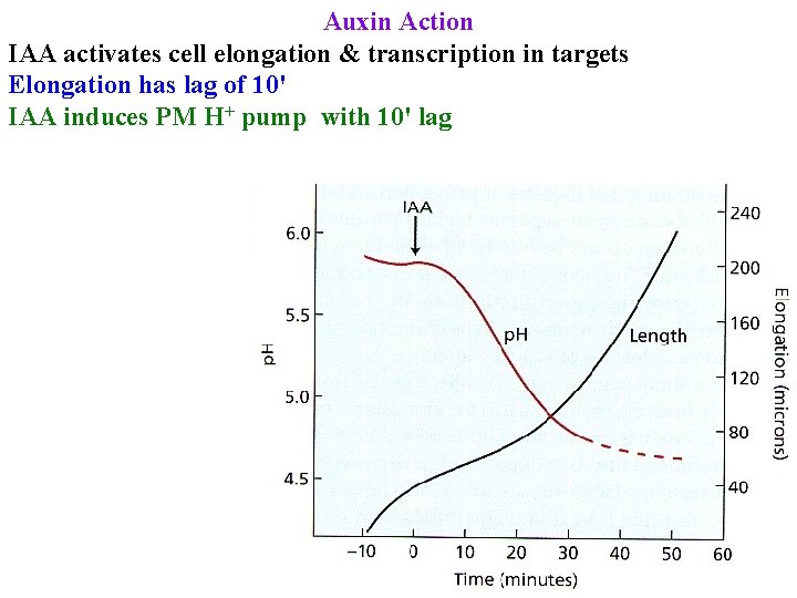 Auxin Action IAA activates cell elongation & transcription in targets Elongation has lag of