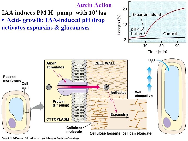 Auxin Action IAA induces PM H+ pump with 10' lag • Acid- growth: IAA-induced