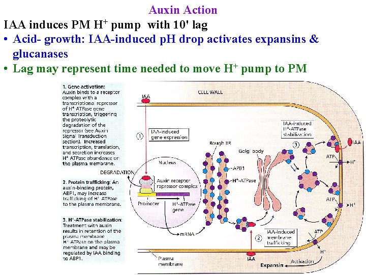 Auxin Action IAA induces PM H+ pump with 10' lag • Acid- growth: IAA-induced