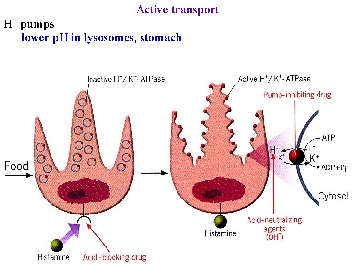 Active transport H+ pumps lower p. H in lysosomes, stomach 