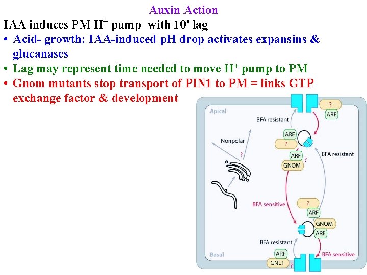 Auxin Action IAA induces PM H+ pump with 10' lag • Acid- growth: IAA-induced