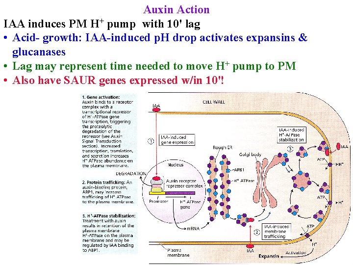 Auxin Action IAA induces PM H+ pump with 10' lag • Acid- growth: IAA-induced