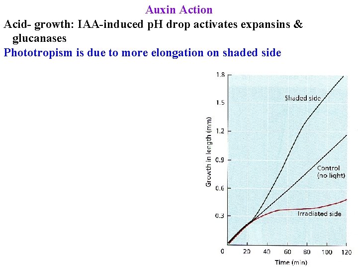 Auxin Action Acid- growth: IAA-induced p. H drop activates expansins & glucanases Phototropism is