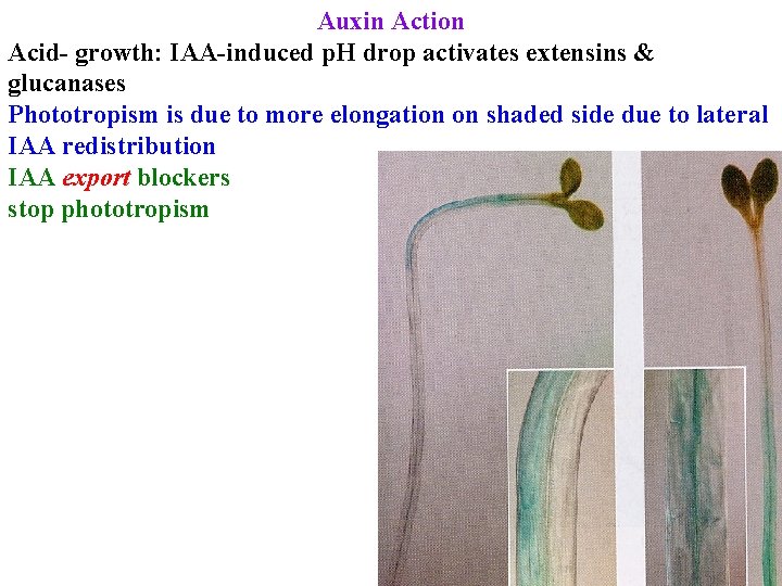 Auxin Action Acid- growth: IAA-induced p. H drop activates extensins & glucanases Phototropism is