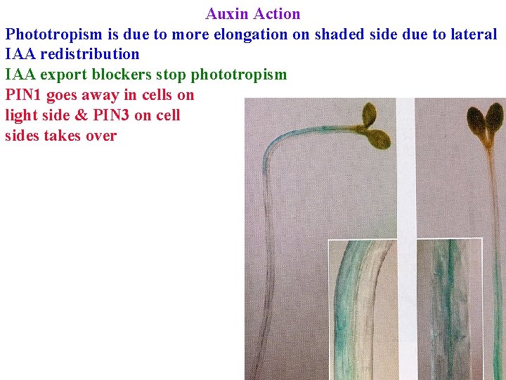 Auxin Action Phototropism is due to more elongation on shaded side due to lateral