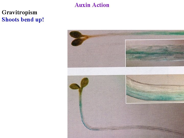 Auxin Action Gravitropism Shoots bend up! 