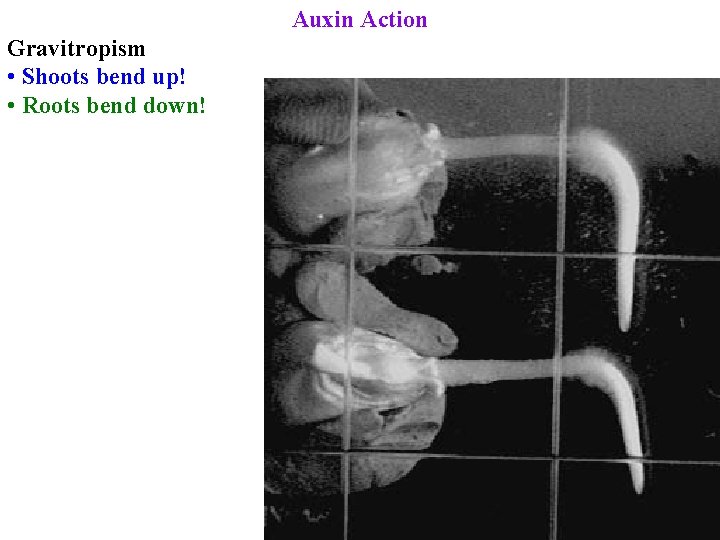Auxin Action Gravitropism • Shoots bend up! • Roots bend down! Auxin Action Gravitropism • Shoots bend up! • Roots bend down!