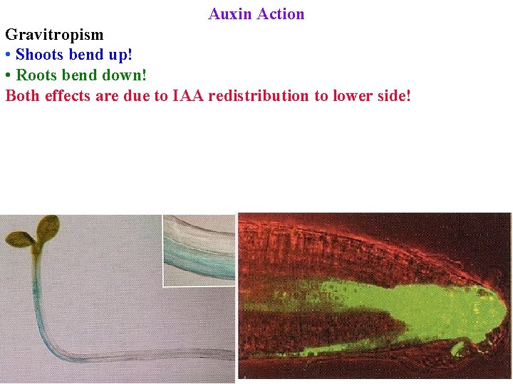 Auxin Action Gravitropism • Shoots bend up! • Roots bend down! Both effects are