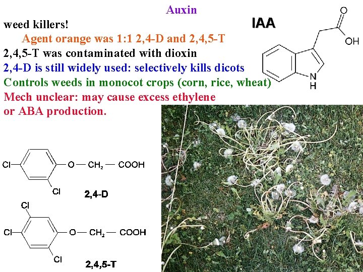 Auxin IAA weed killers! Agent orange was 1: 1 2, 4 -D and 2,