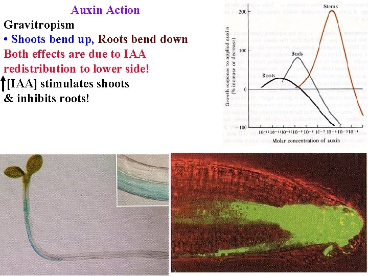 Auxin Action Gravitropism • Shoots bend up, Roots bend down Both effects are due