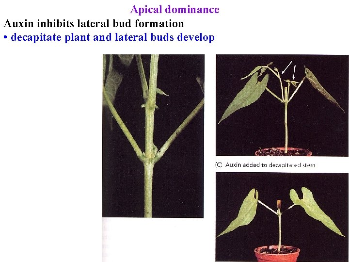 Apical dominance Auxin inhibits lateral bud formation • decapitate plant and lateral buds develop