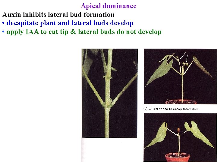 Apical dominance Auxin inhibits lateral bud formation • decapitate plant and lateral buds develop