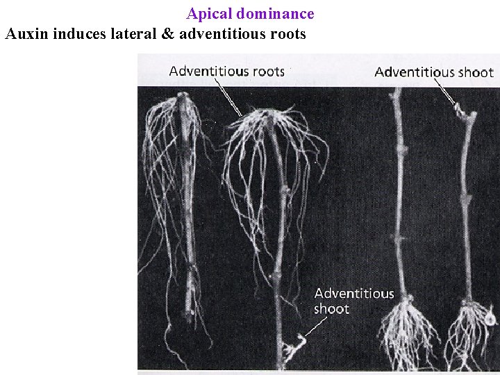 Apical dominance Auxin induces lateral & adventitious roots 