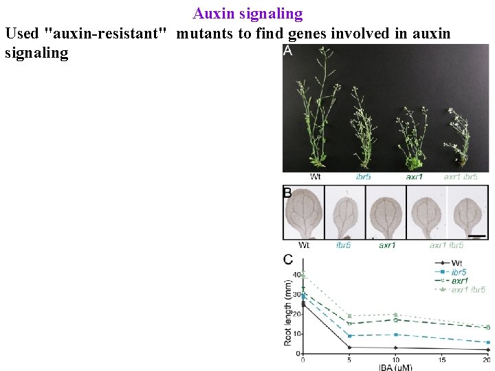 Auxin signaling Used "auxin-resistant" mutants to find genes involved in auxin signaling 