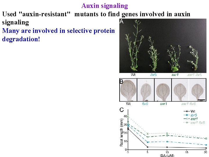 Auxin signaling Used "auxin-resistant" mutants to find genes involved in auxin signaling Many are