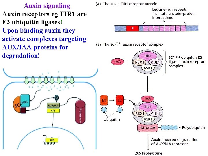 Auxin signaling Auxin receptors eg TIR 1 are E 3 ubiquitin ligases! Upon binding