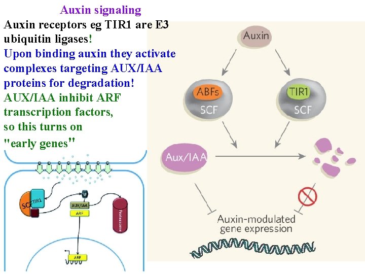 Auxin signaling Auxin receptors eg TIR 1 are E 3 ubiquitin ligases! Upon binding
